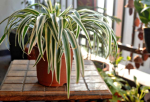 spider plant indoor