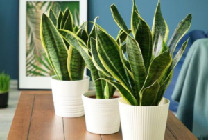 snake plant indoor