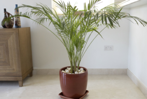 bamboo plant indoor