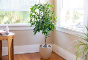 ficus indoor plant