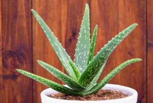 aloe vera plant indoor